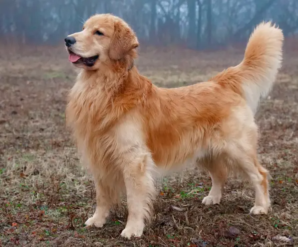 4 Pup Lifestyle Tricks for a Happier and Better Behaved Dog!