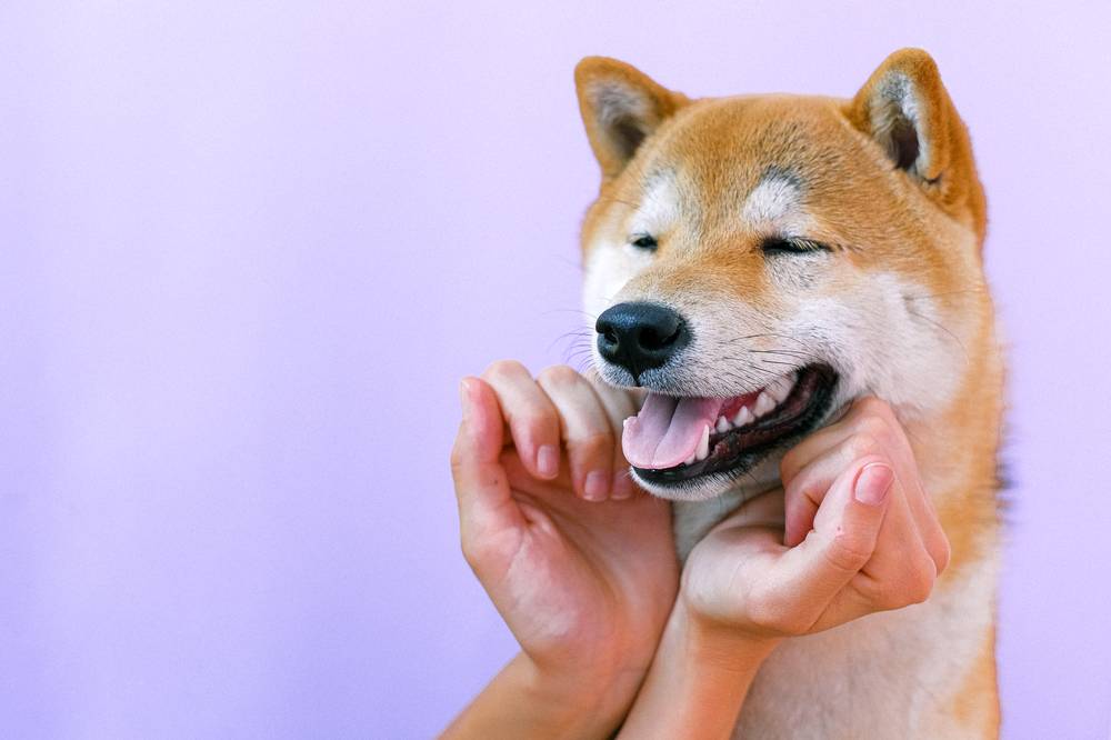 Gog Gear Tips: Teaching Your Puppers The Right Way