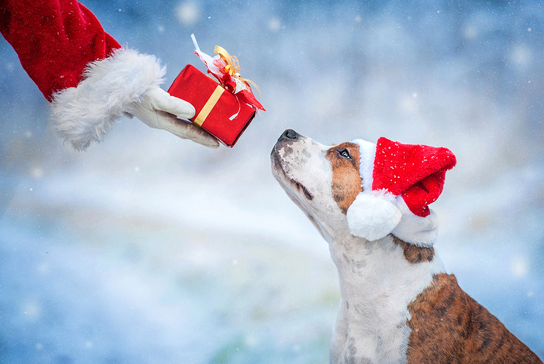 The Best 2021 Christmas Gifts For Your Dog