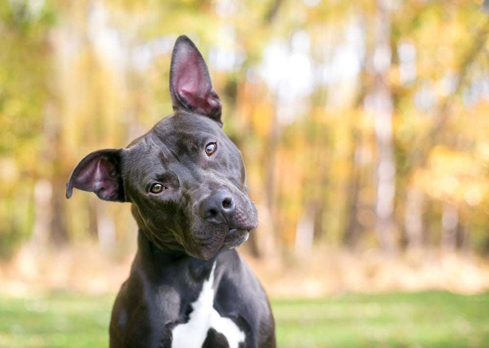 dog tilting their head