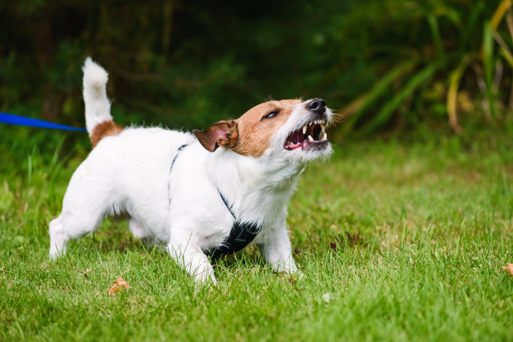 Why Does My Dog Bark At Everything?