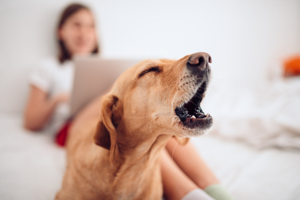 Dog barking