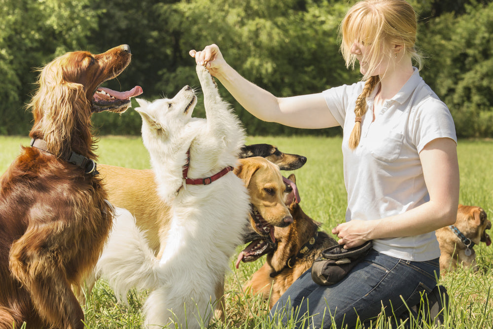 dog trainer training dogs
