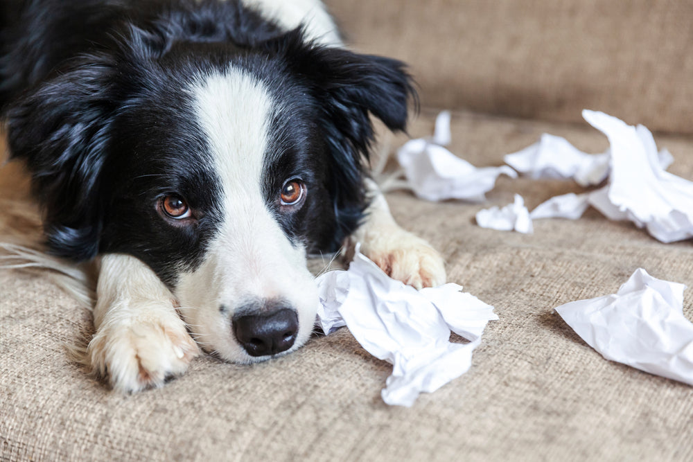 Is Your Dog Packing on Size? Five Healthy Training Treat Ideas!