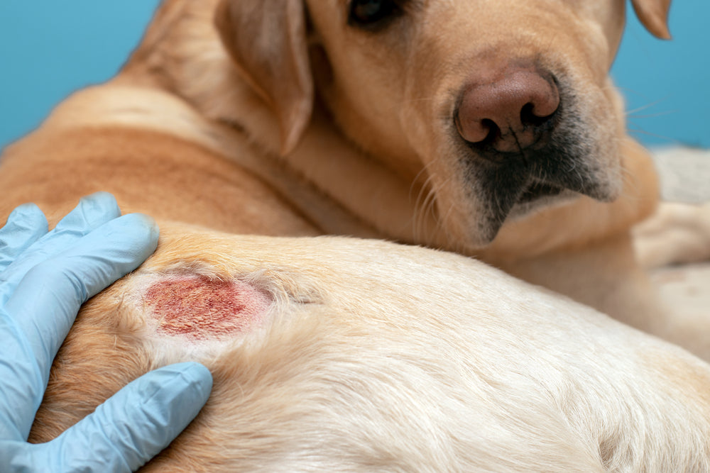 a person checking a dog's skin infection