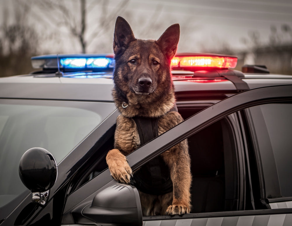 What Jobs Do Police Dogs Have?