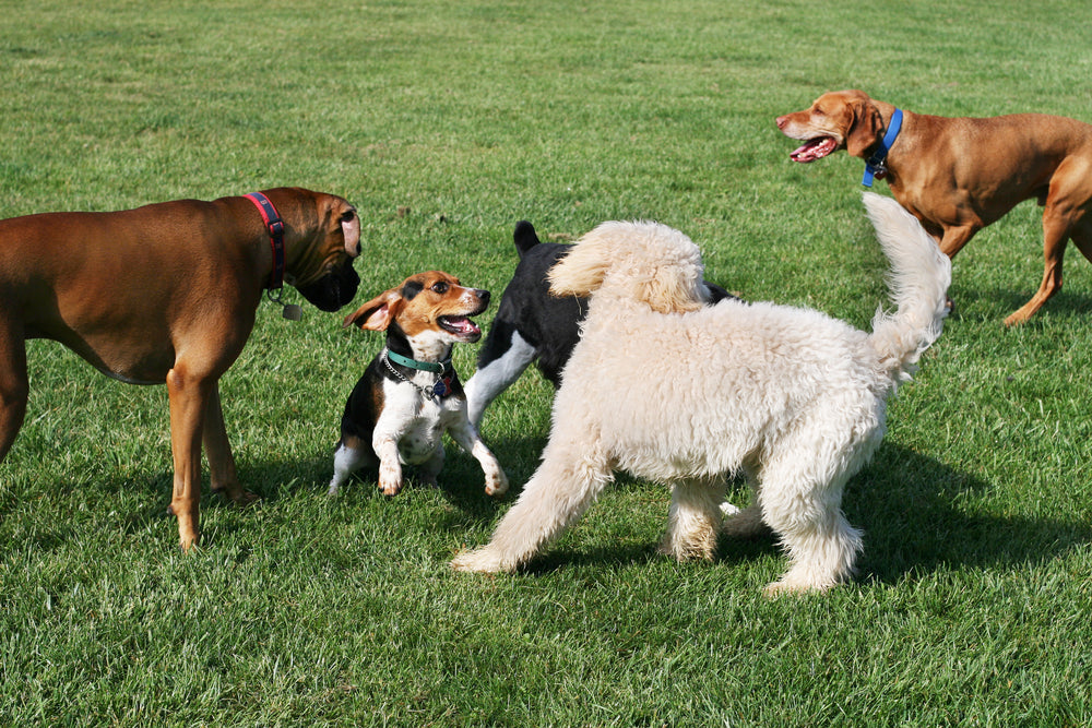dogs playing outside