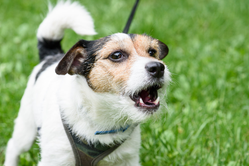 dog barking