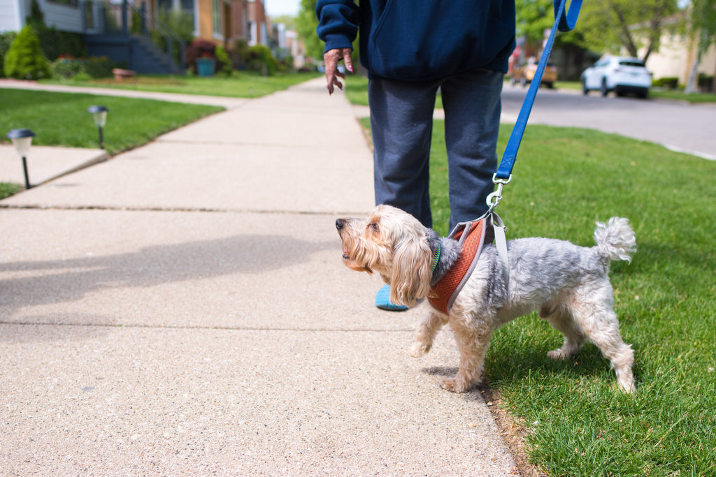 How to stop my store dog barking at visitors