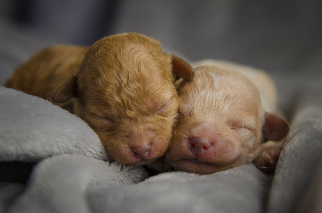 two newborn puppies