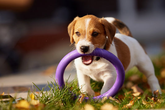 dog playing fetch outside