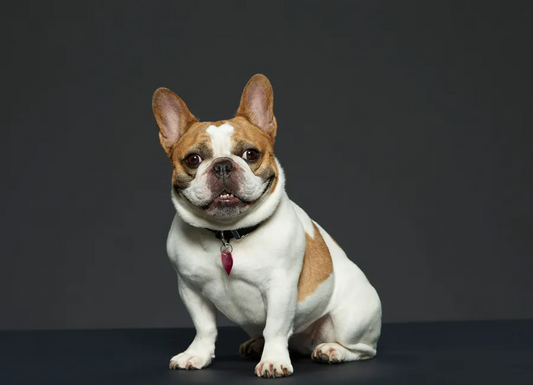 Learn these Five Love Languages to Better Connect with your Dog