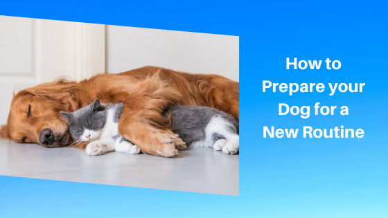 How to Prepare your Dog for a New Routine