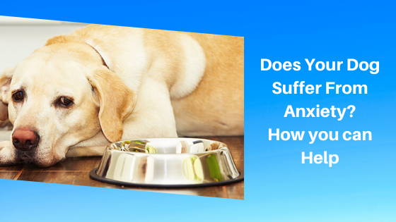 Does Your Dog Suffer From Anxiety? How you can Help