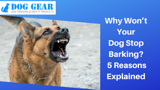 Why Won’t Your Dog Stop Barking? 5 Reasons Explained