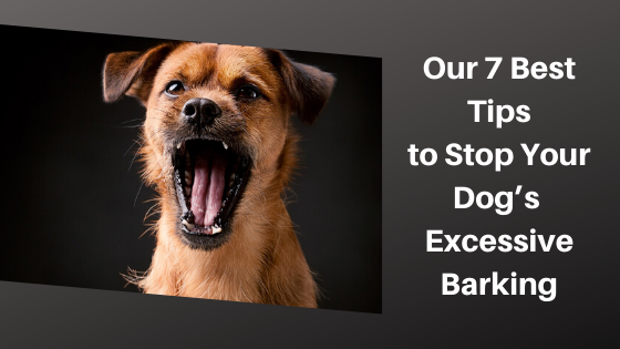Our 7 Best Tips to Stop Your Dogs Excessive Barking