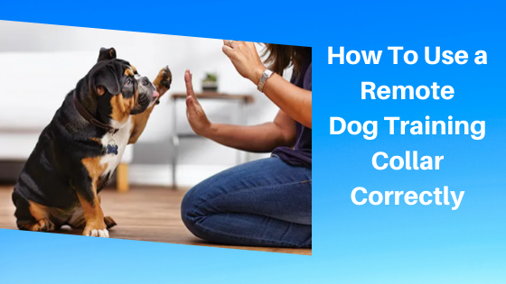 How To Use a Remote Dog Training Collar Correctly