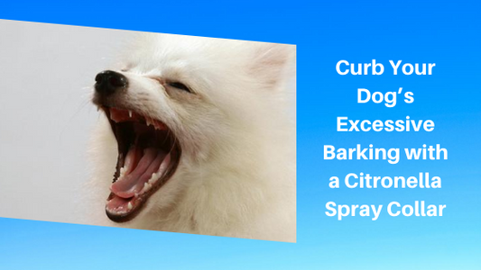 Curb Your Dog’s Excessive Barking with a Citronella Spray Collar