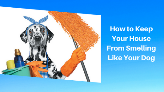 How to Keep Your House From Smelling Like Your Dog