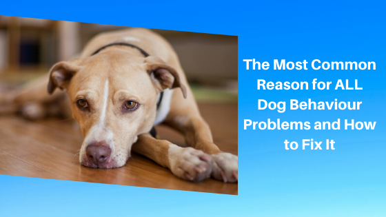 The Most Common Reason for ALL Dog Behaviour Problems and How to Fix It