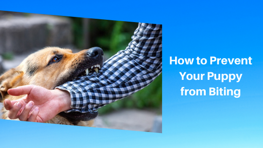 How to Prevent Your Puppy from Biting