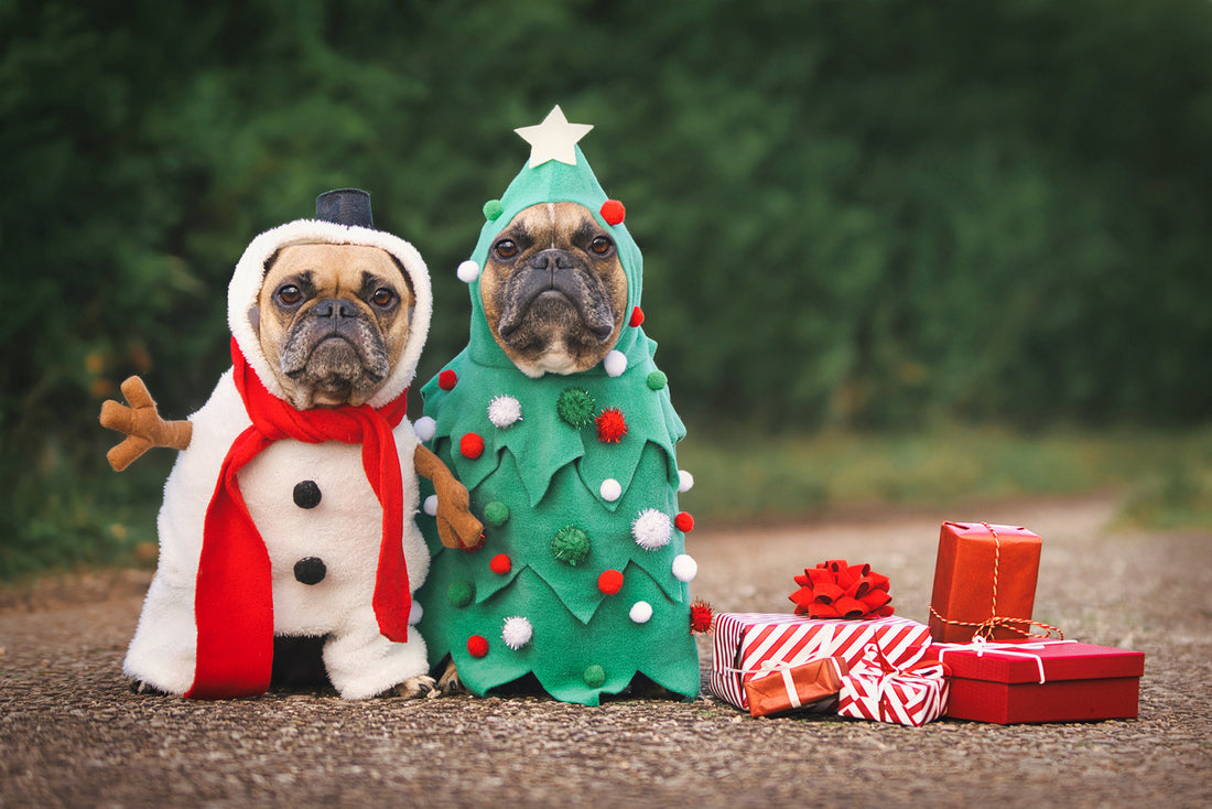 How to Ensure Your Dog Has a Happy Festive Period