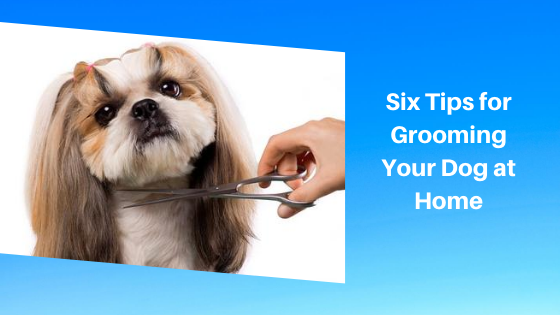 Six Tips for Grooming Your Dog at Home