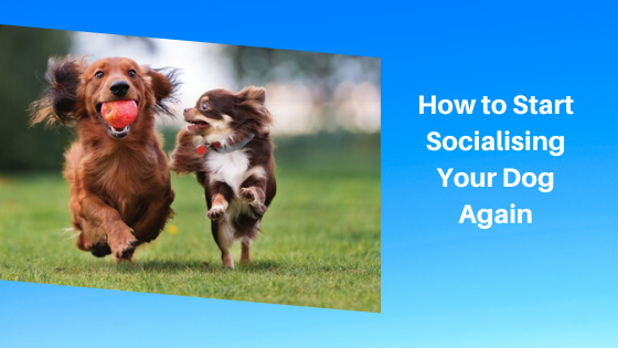 How to Start Socialising Your Dog Again