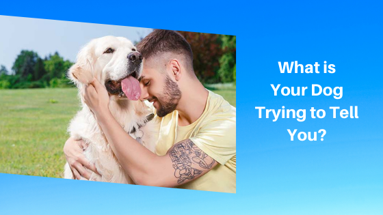 What is Your Dog Trying to Tell You?