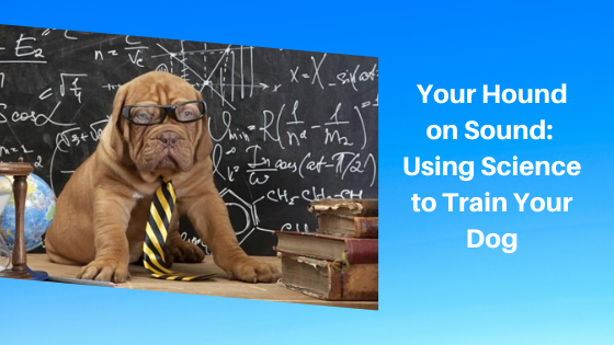 Your Hound on Sound: Using Science to Train Your Dog