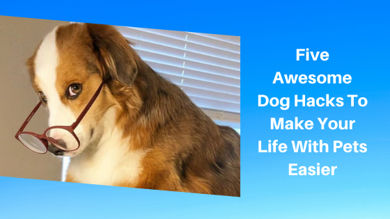 Five Awesome Dog Hacks To Make Your Life With Pets Easier