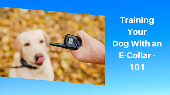 Training Your Dog With an E-Collar - 101