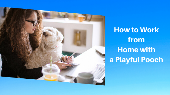 How to Work from Home with a Playful Pooch