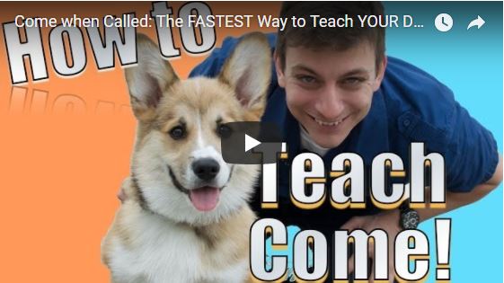 The FASTEST Way to Teach YOUR DOG to COME WHEN CALLED ANYWHERE!