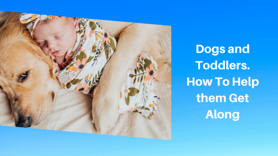 Dogs and Toddlers. How To Help them Get Along