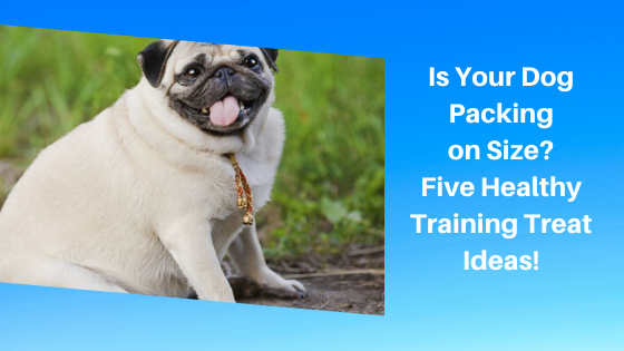 Is Your Dog Packing on Size? Five Healthy Training Treat Ideas!