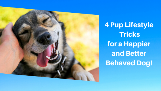 4 Pup Lifestyle Tricks for a Happier and Better Behaved Dog!