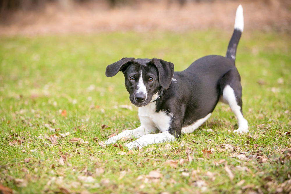 Understanding Canine Body Language: A Key to Successful Dog Training