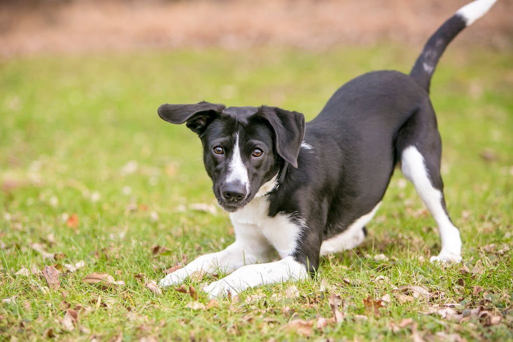 The Art of Canine Communication: Deciphering Your Dog's Body Language