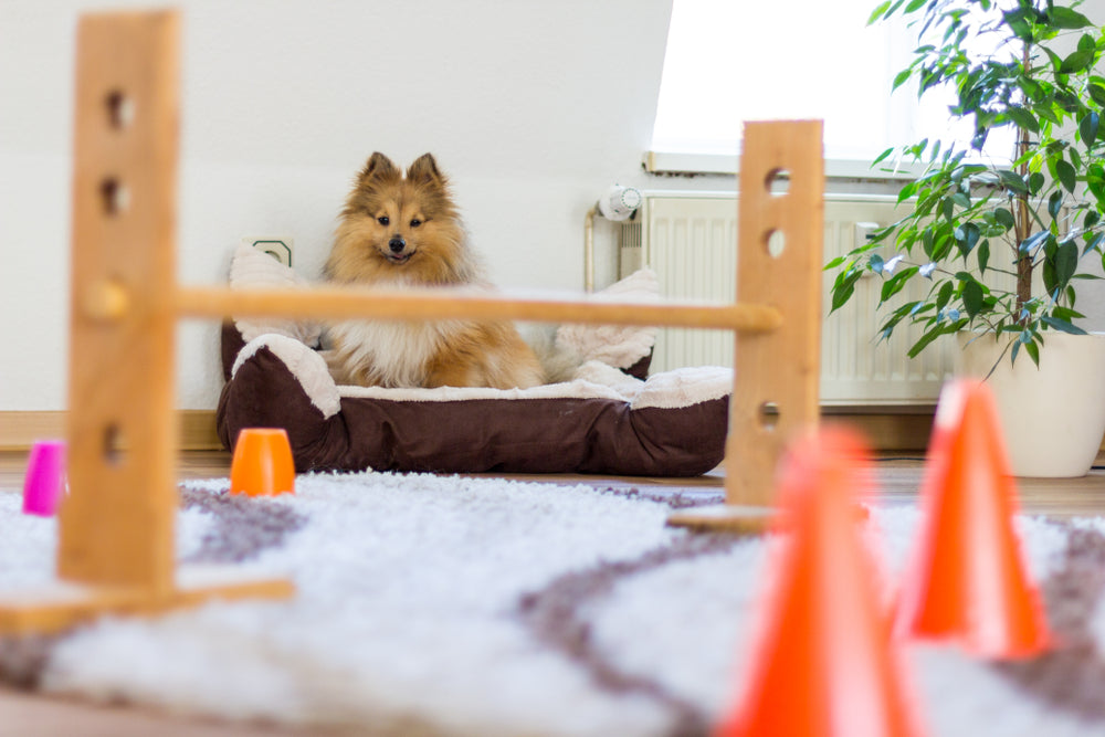 DIY Dog Enrichment: Easy Activities to Keep Your Pup Entertained