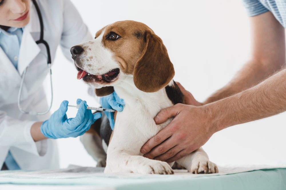 The Importance of Vaccinations for Dogs