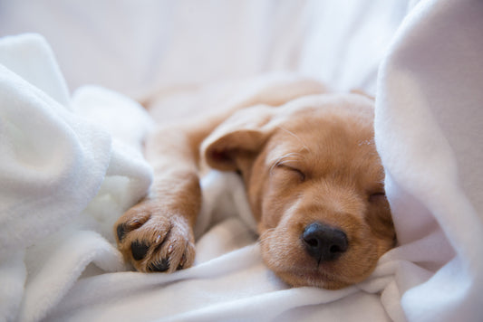 How to Get Your Puppy to Sleep Through the Night