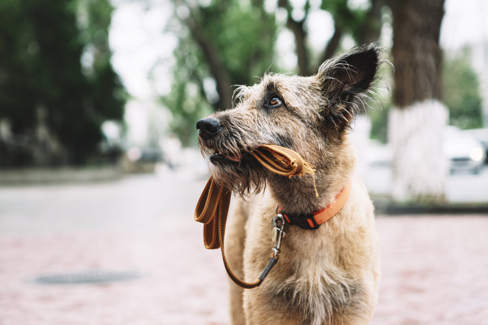 a lost dog with their leash on their mouth