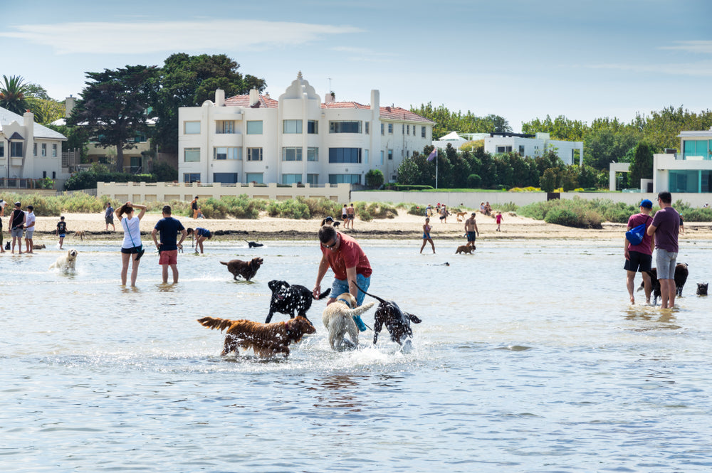 dogs playing at the beach