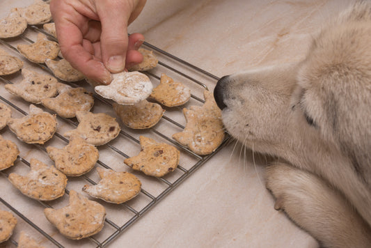 dog smelling a homemade treat on the table