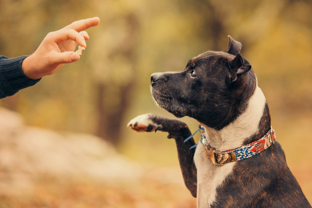 Why Won’t Your Dog Stop Barking? 5 Reasons Explained