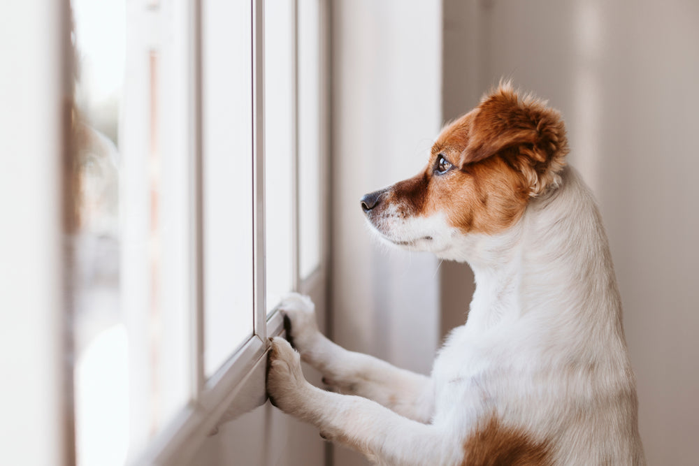 Separation Anxiety in Dogs: Causes, Symptoms, and Solutions