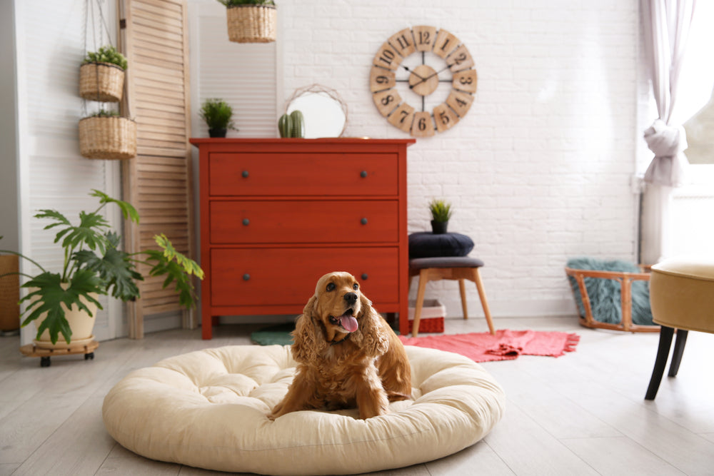 Puppy Proofing Your Home: A Comprehensive Guide to Dog-Proofing