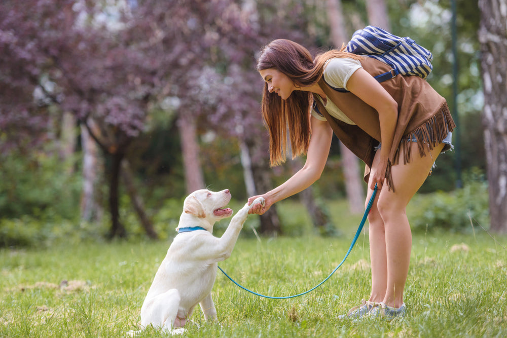 The Ultimate Guide to Training Your Dog: From Basics to Advanced Commands