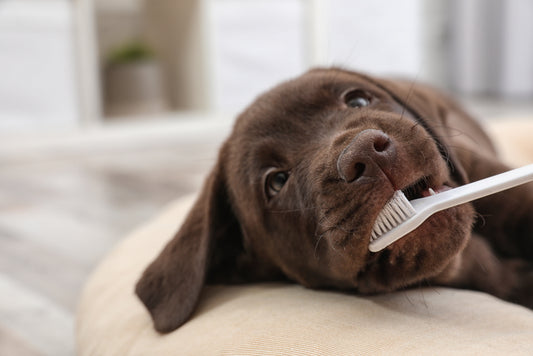 Dog with a toothbrush on their mouth